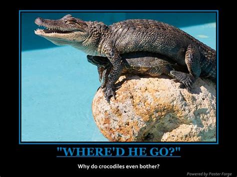 Funny Crocodile Funny Animal