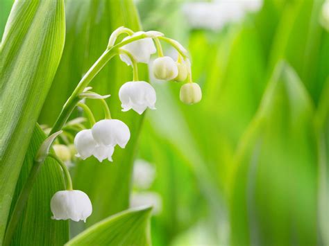 Auch bei noch so großer aufmerksamkeit wird es kindern dank ihres unternehmungsgeistes und ihrer neugierde gelingen, an gefährliches zu den giftigsten pflanzen im garten zählt der blaue eisenhut. Giftige Planzen im Garten | selbermachen.de