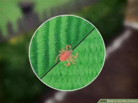 Another step that one is supposed to follow is watering the areas where they. How to Get Rid of Mites: 15 Steps (with Pictures) - wikiHow