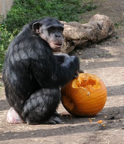 Chimpanzee Southwest National Primate Research Center