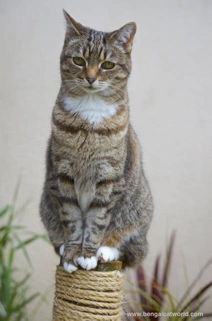 These cats are pretty because of their silver coat with black stripes. |:|BerylClan|:|Signups|:|Open!|:| - Other Roleplaying ...