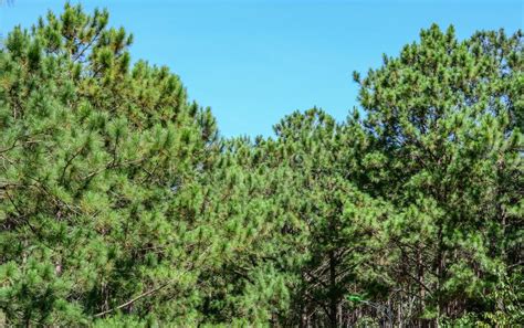 Pine Tree Forest At Sunrise Stock Image Image Of Nature Asia 140802009
