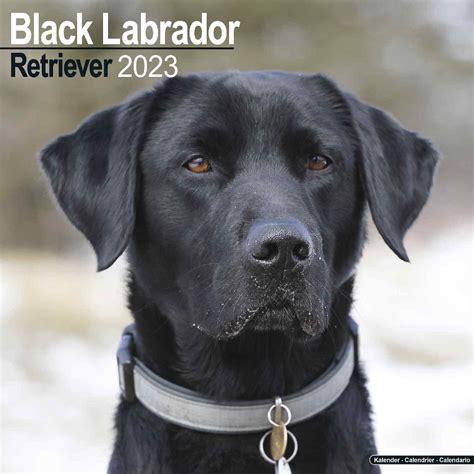 Black Labrador Retriever Calendar Dog Breed Pet Prints Inc