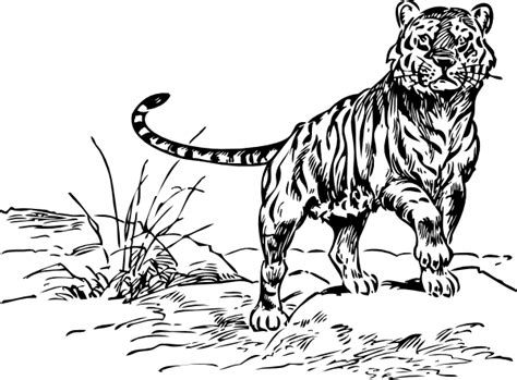 Coloriage tigre à imprimer et dessin à colorier. Coloriage Tigre | 321 Coloriage