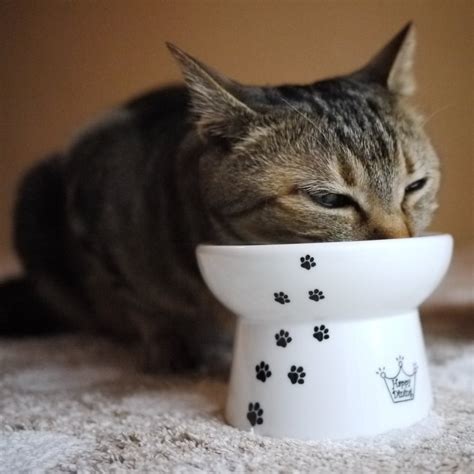 Cat person did not send us free products in exchange for this. 19 Amazing Products You'll Want To Spoil Your Cat With ...