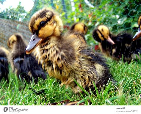 Junge Ente Küken Tier Ein Lizenzfreies Stock Foto Von Photocase