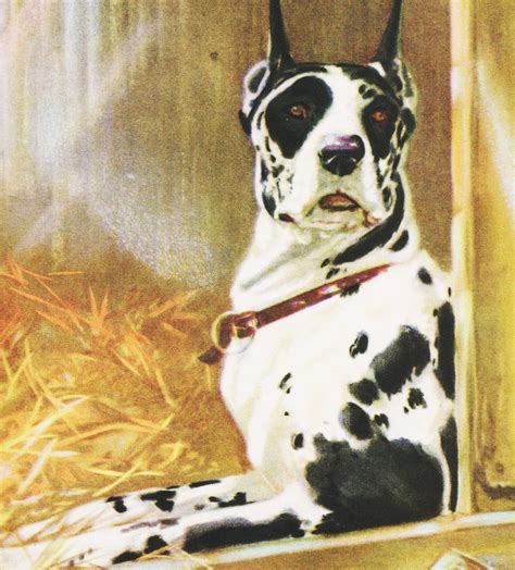 Great Dane Dog Art Vintage Dog Print By Famous Canine Artist Etsy