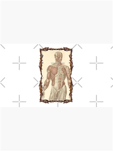 Casquette Planche Anatomique Muscles Du Torse Et Du Visage