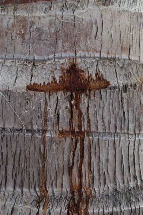 Palm trees can be separated into few major types depending on their trunk, leaf structure, growth rate, size, and cold tolerance. Thielaviopsis Trunk Rot | Palm Symptoms