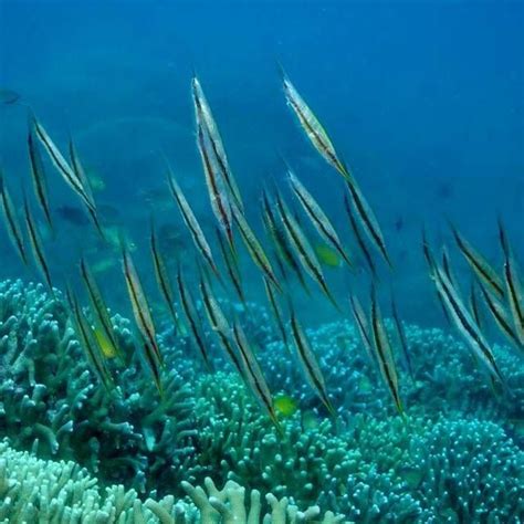 Vertical Fish~ Underwater Plants Photo
