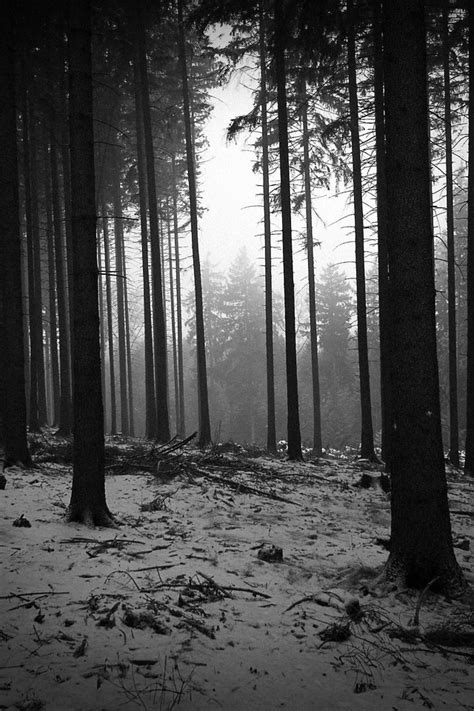 Black And White Landscapes Trees Forest Monochrome