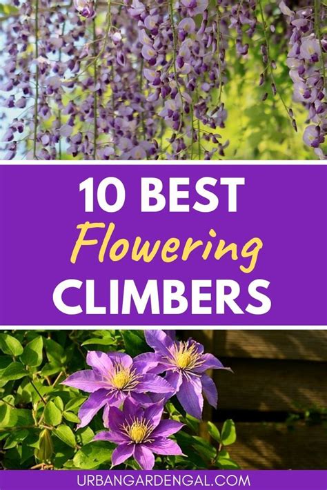 10 Beautiful Climbing Flower Vines Artofit
