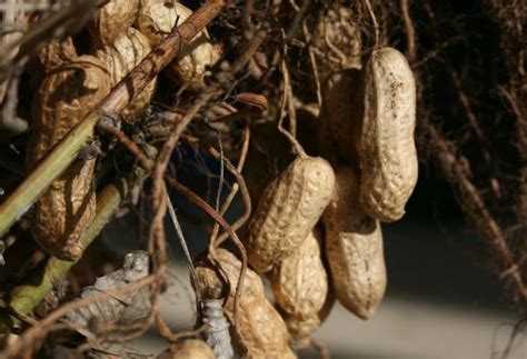 Comment faire pousser des cacahuètes à partir de graines
