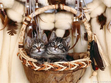 Cute Little Kitten Cute Kittens Wallpaper 16288211