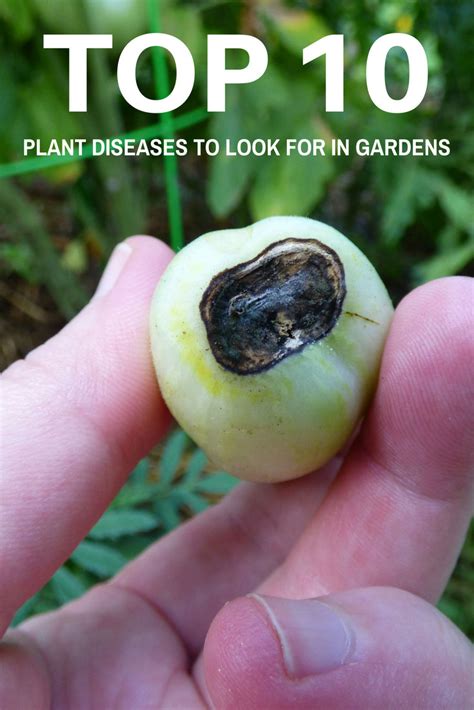 Of all deaths in 2002 (see chart, right). Top 10 Plant Diseases to Look for in Gardens - Gardening ...