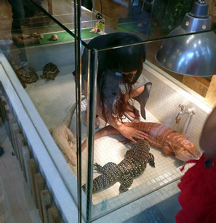 Also some exotic animals are outlawed in certain cities, or states. pet store Hong Kong Causeway Bay HK reptile corner turtle ...