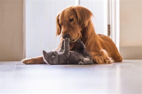 Are Dogs Better Listeners Than Cats