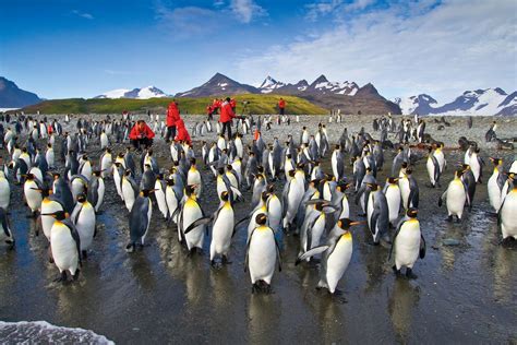 South Georgia Penguins On Lindblads Antarctica Cruise National Geographic Antarctica Cruise