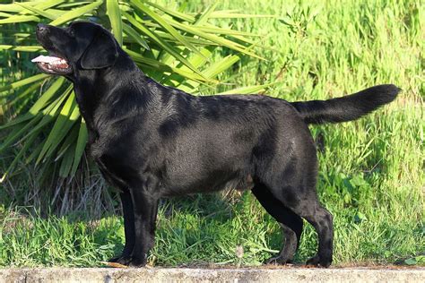 Black Labrador Labrador Retriever The Nature Of The Dog Especially