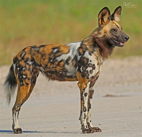 African Wild Dog Lycaon Pictus