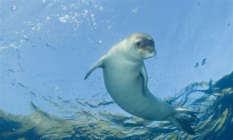 Endangered Mediterranean Monk Seals Aided By Unique Intervention