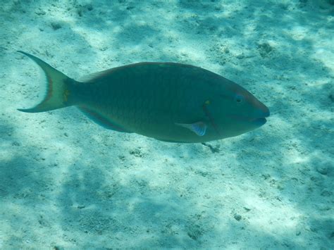 Herbivorous Fish Everywhere Bios 319 Tropical Field Biology