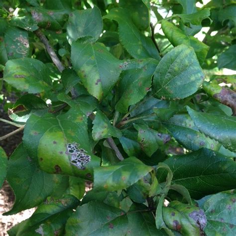 They are widely grown around the world. Dakota County Minnesota