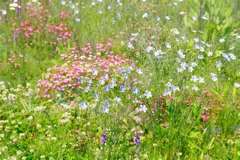 Eine Blumenwiese Anlegen Tipps Für Den Blühenden Garten