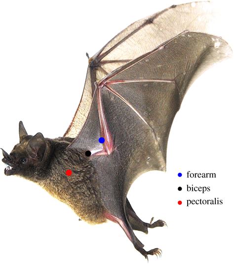 Warm Bodies Cool Wings Regional Heterothermy In Flying Bats Biology