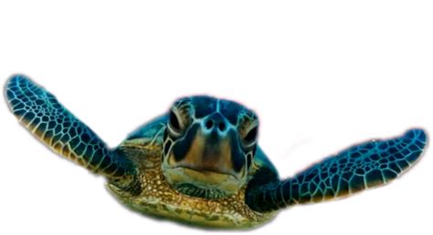 Sea Turtle Png Png All Png All