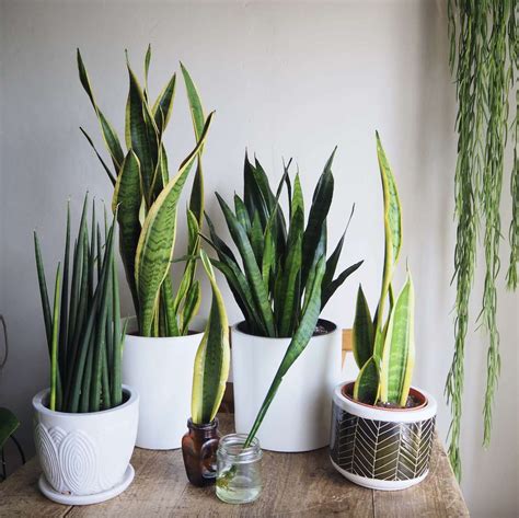 Country living editors select each product featured. Snake Plant Propagation Methods - HOUSEPLANTHOUSE