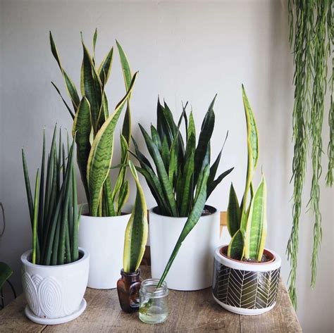What gives the snake plant its name? Snake Plant Propagation Methods - HOUSEPLANTHOUSE