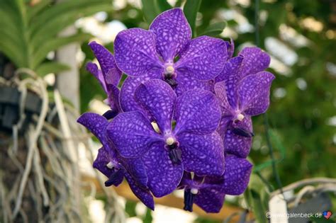 Dort sind sie bis ca. Pregetter´s Orchideen Garten