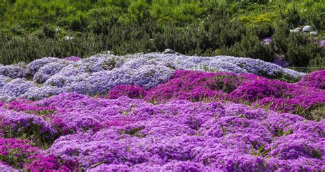 All About The Different Types Of Phlox Flowers
