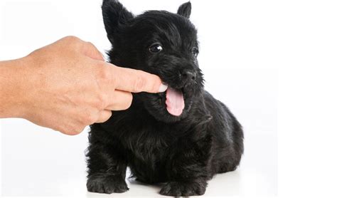 How To Train Your Puppy Bite Inhibition Centrepointe Animal Hospital