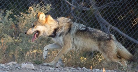 Endangered Mexican Wolf Population Increases In Arizona And New Mexico