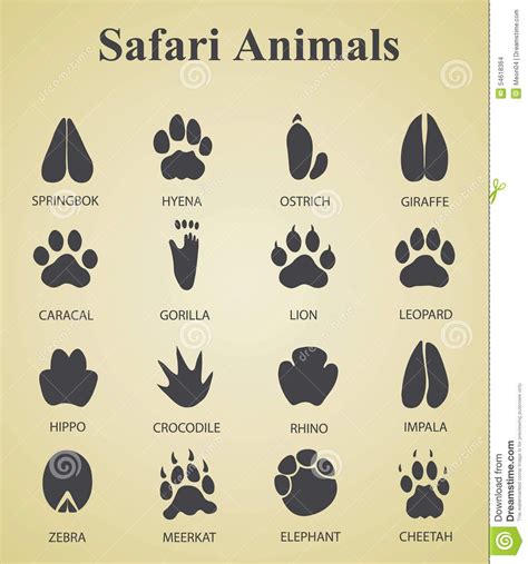 Illustration About Vector Set Of Safari Animal Tracks Illustration Of