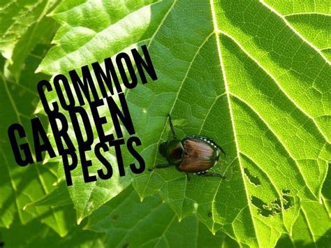 Common Garden Pests Found In The Vegetable Garden Gardening Channel