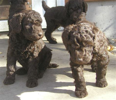 I don't build a parent standard poodle puppies for sale list until parents get closer to mating which i email / call down payment customers on the list below to know if they want to be placed on that new mating list. Standard Poodle Puppies for Sale