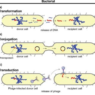 2 Mechanisms Of Horizontal Gene Transfer In Bacteria A Uptake Of Naked