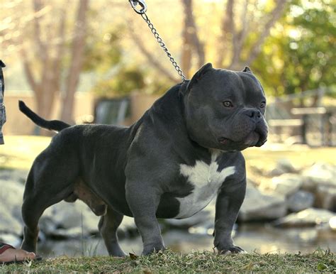 American Bully Micro Bully Exotic Pocket Extreme - MICRO BULLY