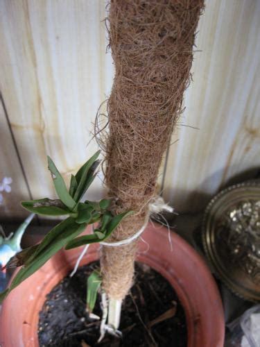 4.1 out of 5 stars. Stakes for climbing plants... will this work?