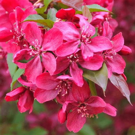 Malus Royalty Purple Flowering Crab Apple Tree Free Delivery