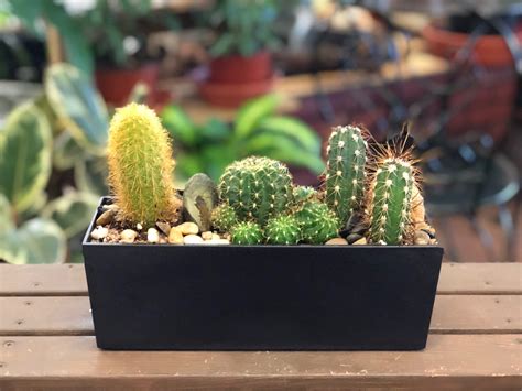 11088 amigo st, las vegas, nv 89119. Cactus Garden in Las Vegas, NV | English Garden Florist ...