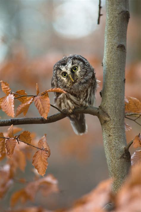 Cute Owl In The Fall Pictures Photos And Images For Facebook Tumblr