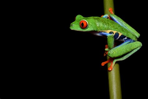 Wallpaper Id 960794 Hd 1080p Frog X Red Eyed Tree Frog