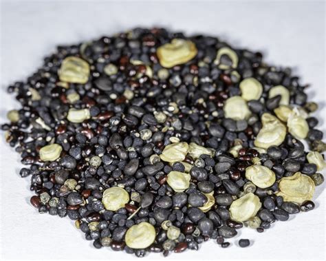 Read on to discover five commonly eaten species of cacti, what parts are eaten, and how they might be prepared. Cactus Seed Mix - NDG Botanicals