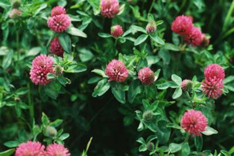 #1 food plot planting in the world single planting lasts up to 5 years. Red Clover - Plants With A Purpose