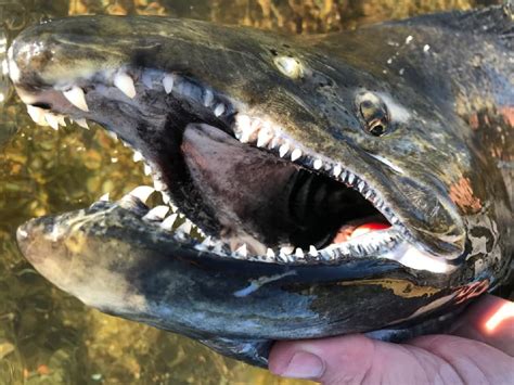 Salmon Teeth Facts And Pictures Of All Types Of Salmon Strike And Catch