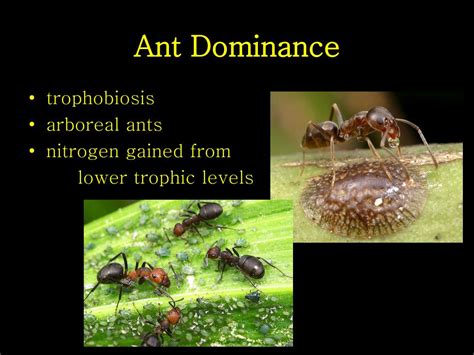 Ppt Ecology Of Ants Powerpoint Presentation Free Download Id5810687